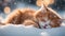 cat on the snow A sleepy red kitten with a comical snore, sprawled out on a white fur blanket