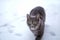 Cat snow wild animal nose fur eyes kitten freeze closeup  hunter
