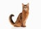 Cat. Somali cat ruddy color on white bakcground