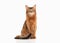 Cat. Somali cat ruddy color on white bakcground