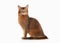 Cat. Somali cat ruddy color on white bakcground