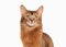 Cat. Somali cat ruddy color on white bakcground