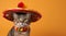 A cat in a sombrero on an orange background