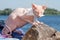 Cat of the Sphynx breed sitting on rock