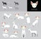 Cat Sphynx Cartoon Vector Illustration Color Variation Set