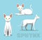 Cat Sphynx Cat Cartoon Vector Illustration