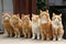 cat squad, lined up and ready for battle