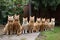 cat squad, lined up and ready for battle