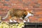 Cat stalking along garden fence