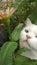 The cat is stalking Chinese grasshopper under the leaf of flower