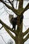 A cat standing on a branch in a tree crown looking upward to climb higher