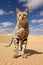 A cat standing on top of a sandy field. Generative AI image.