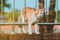 The cat stands on the iron fence and looking for a way to jump