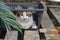 Cat staring behind the leaf