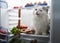 Cat steals sausage from the refrigerator