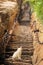Cat at steep stairs of holy Mount Hua Shan, China