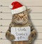 Cat stole Santa`s gifts