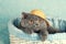 Cat in a straw hat sitting in a basket