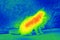 Cat on the street by thermal camera
