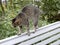 Cat is stretched on a garden bench, selective focus