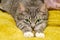 The cat is stretched out on a yellow blanket with open green eyes, paws close-up