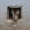 Cat with a striped tail escapes into a square hole in a gray wall