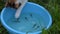 Cat successful fishing in blue bowl with many small fish