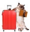 Cat with a suitcase and document.