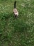Cat in summer clover meadow