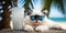 Cat is on summer vacation at seaside resort and relaxing rest on summer beach of Hawaii