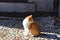 Cat sunbathing on cobbled ground