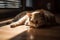 Cat sunbathing sleep. Generate Ai
