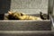 Cat is sunbathing on a staircase. Photo taken from above