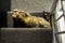 Cat is sunbathing on a staircase. Photo taken from above. Cat sleeping in the sun