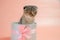Cat surprise in a gift box.Scottish fold kitten.Adorable pet inside a circular gift box.kitten nestled in a gift box