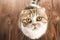 Cat in surprise looks with eyes close up. British shorthair cat