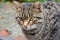 Cat in the surroundings of the monasteries of Meteora  in Greece.