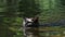 Cat Swimming in Water. Black Kitten Swims in River. Cat`s Emotions. Slow motion