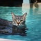 a cat swims in a pool with clear clean water, close-up,