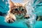 The cat swims under water.