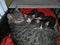 Cat tabby and her three kittens lie in an airy plastic box
