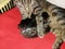 Cat tabby lies with its kittens in the lair on a red blanket