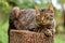 Cat - tabby tomcat lying on a stump