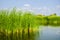 Cat-tail, Elephant grass, Lesser reedmace, Narrow-leaved Cat-tail (Typha angustifolia L.)Typhaceae