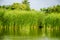 Cat-tail, Elephant grass, Lesser reedmace, Narrow-leaved Cat-tail (Typha angustifolia L.)Typhaceae