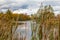 Cat Tails along the Rideau River near Ottawa Ontario