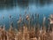 Cat tails on the lake