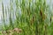 Cat tails and pink milkweed by the pond