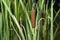 Cat Tails and reeds