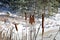 Cat tails with snow